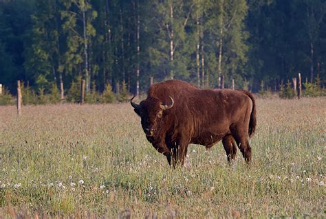 european-bison-bialowieza-forest-tomasz-jezierczuk-web - Greenwings ...