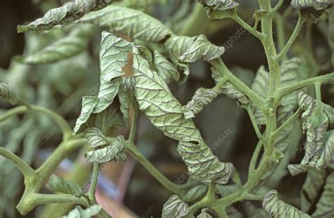 Phosphorus deficiency in tomato - Stock Image - C055/9218 - Science ...