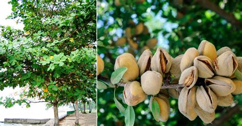 How to Grow Indian Almond Tree | Growing Wild Almond • India Gardening