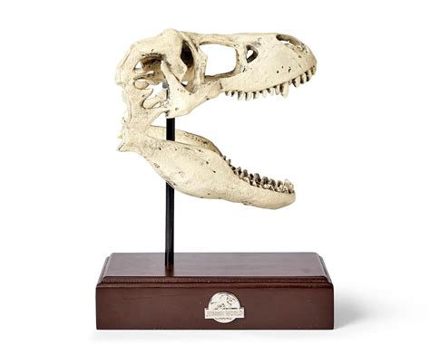 Velociraptor Skeleton Jurassic Park