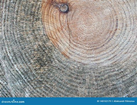 Cut log texture stock image. Image of pine, background - 140152179