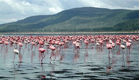 LAKE NAKURU NATIONAL PARK - Ahotsun Safaris 2000