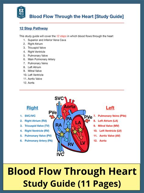 Heart Blood Flow Diagram Worksheet