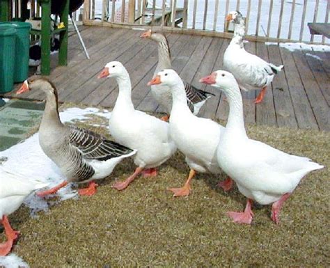 domestic goose - Google Search | White bird, Beautiful birds, Snow goose