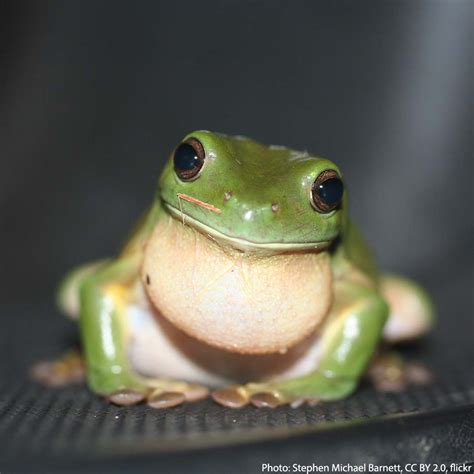 American Museum of Natural History on Twitter: "The Australian green ...