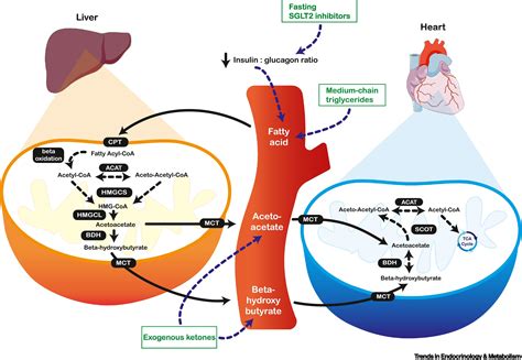 Ketone bodies for the failing heart: fuels that can fix the engine ...