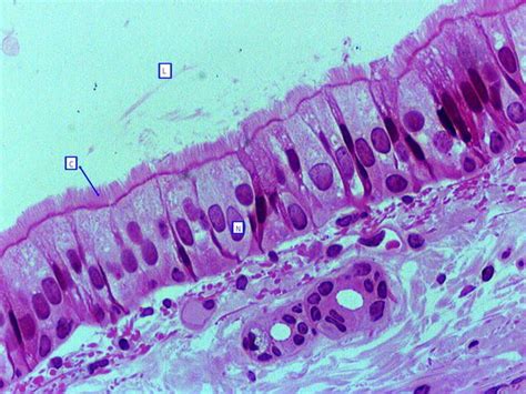 Pseudostratified Columnar Epithelium Histology