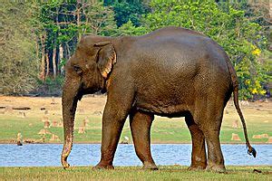 Indian elephant Facts for Kids