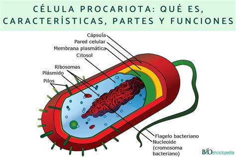 Célula procariota: qué es, características, partes y funciones ...