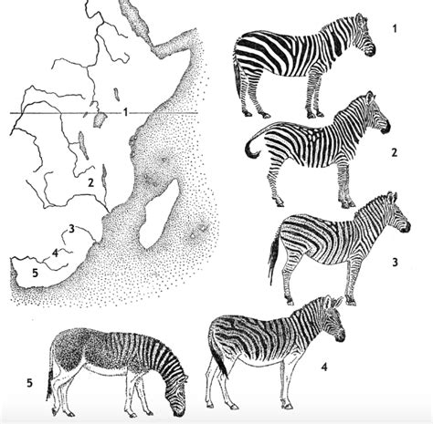 Why Does a Zebra Have Stripes? — The Nature Institute