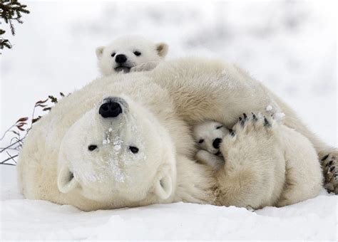 Fieldnotes: We Polar Bears - WWF.CA