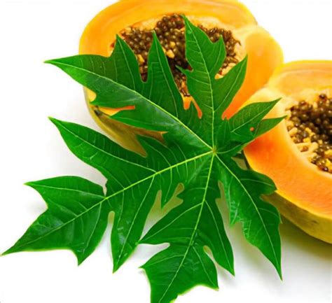 Best Benefits of Papaya Leaves for Beauty and Health