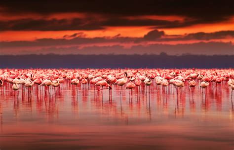 Kenya Connection: Lake Nakuru, Flamingos, A New Friend - TravelUpdate