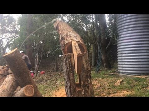 Awesome tree Felling technique - YouTube