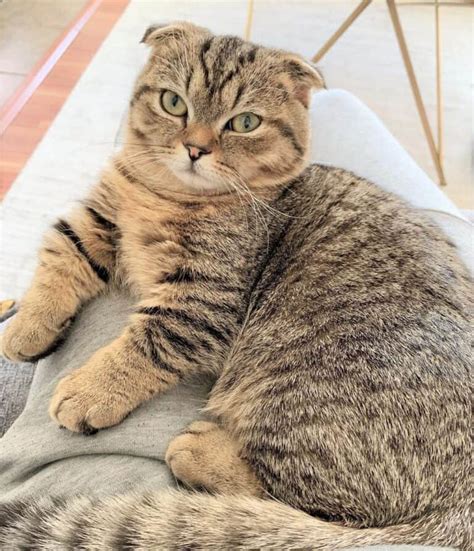 Scottish Fold Munchkin Cat: The Instagram Famous Cat We All Love