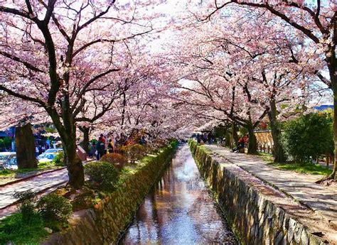 Ultimate 2020 Cherry Blossom Japan Guide — Everything you need to know ...