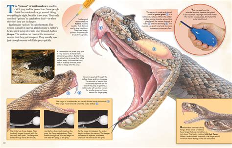 How To Kill Rattlesnakes?