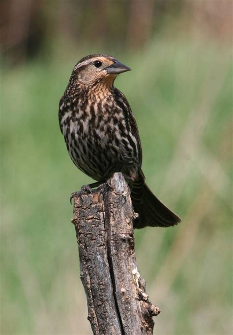 Secret Lives of the red-winged Blackbird | Outdoors | journalstar.com