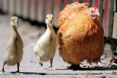 In pictures: Mother hen takes pair of ducklings under her wing - Wales ...