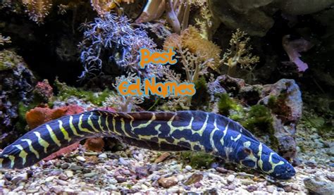 380+ Best Eel Names - Best Ways To Name Your Pet Eel - PetPress