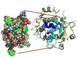 what is insulin? how does it works ? peptide hormone produc