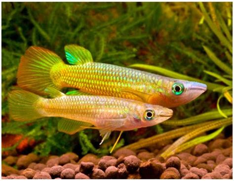 Golden Wonder Killifish Male Vs Female - hzwsdxgfs2