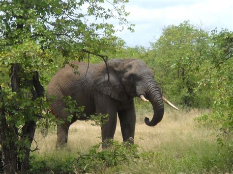 African Bush Elephant - Facts, Lifespan, Habitat, Behavior, Pictures ...