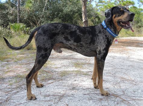 Catahoula Leopard Dog – VitalCute