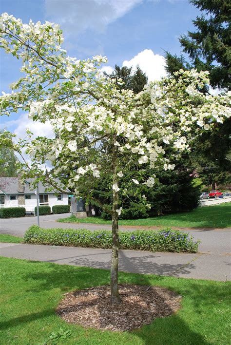 Transplanting Dogwoods - When And How To Transplant A Dogwood Tree