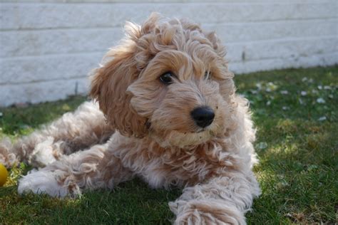 150+ Cute Cavapoo Names For Your Cavalier Poodle Mix