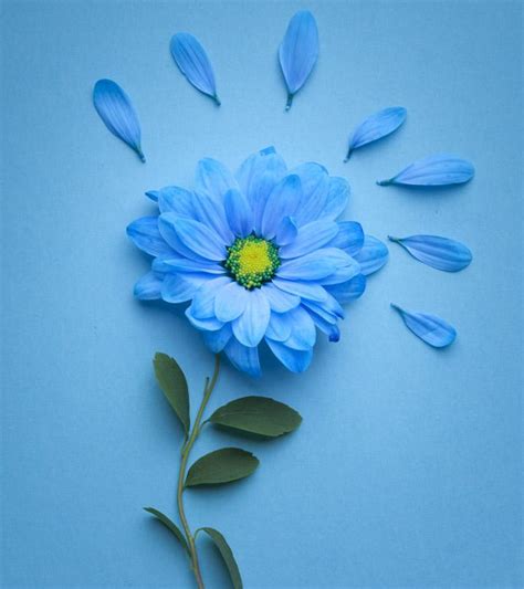 Beautiful Blue Flowers Pictures : Biru Cineraria Yabibo Daisies ...