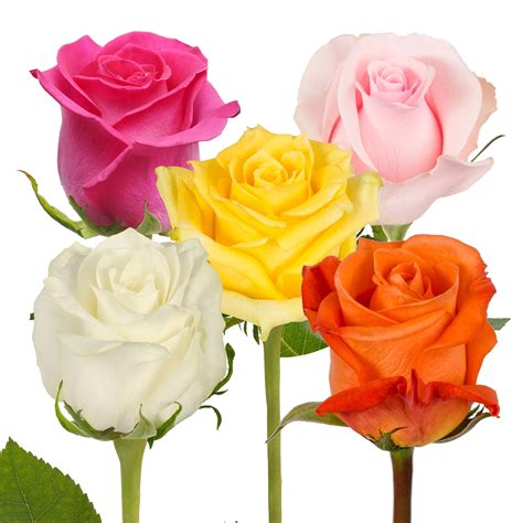 Assorted Colors Roses 50 cm - Fresh Cut - 50 Stems - Walmart.com ...