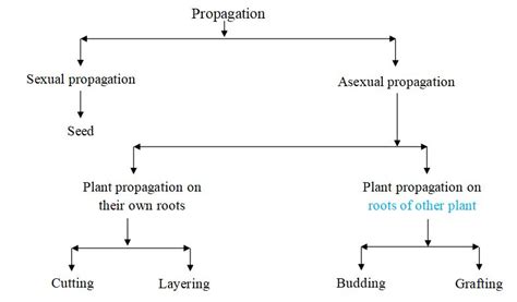 Types of Plant Propagation