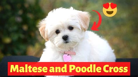 Poodle and Maltese Cross Breed (Maltipoo): Size, Health, Temperament ...