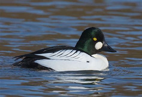 Animal Pictures: Common Goldeneye Duck