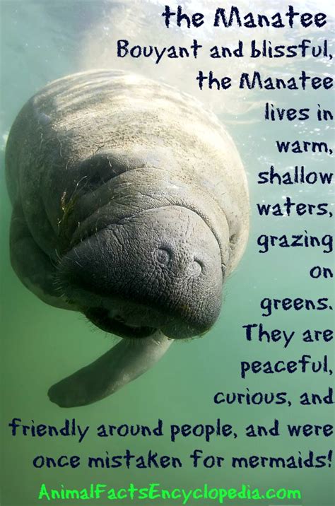 manatee facts, manatee information, seacow facts