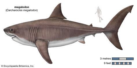 Megalodon | Size, Fossil, Teeth, & Facts | Britannica