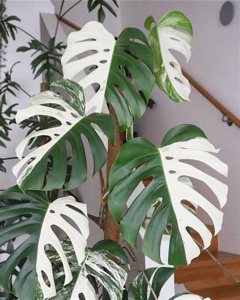 White Variegated Monstera Deliciosa