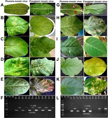 Frontiers | Host biology and genomic properties of Plumeria mosaic ...