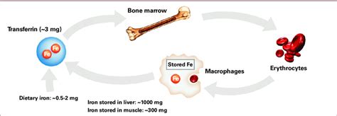 Red Blood Cell Production 6 | Download Scientific Diagram