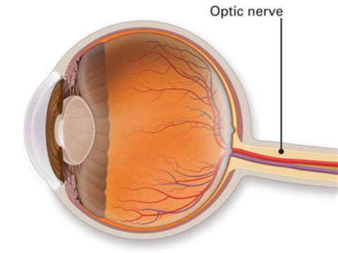 Cataract Surgery In Kochi | Anatomy of the Eye- Optic Nerve