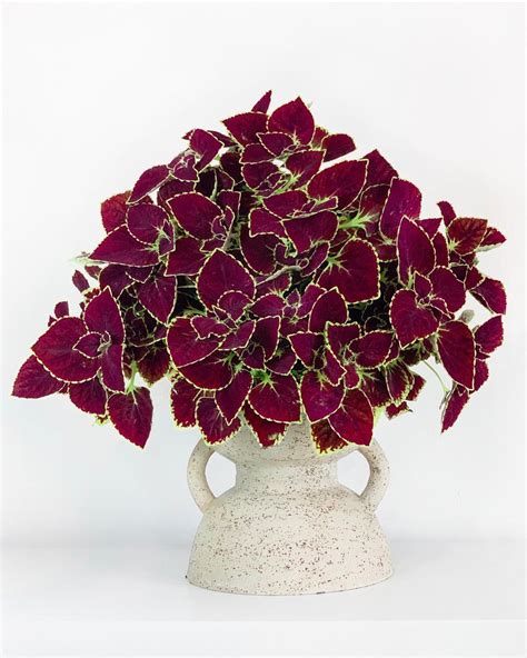 Top 10 Houseplants With Red Leaves - Thursd