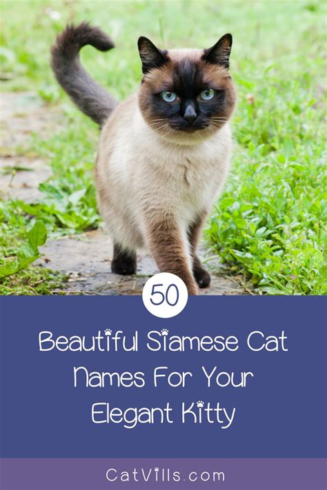 50 Beautiful Siamese Cat Names For Your Elegant Kitty | Cat names ...