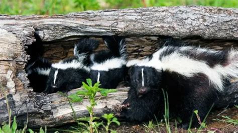 All About Skunks - Funny Things in 15 Photos and 5 Videos - Animal's Look