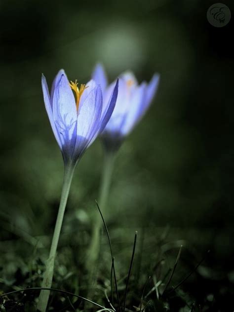 Night Howlers - Las flores tóxicas de Zootrópolis | My favorite Flowers ...