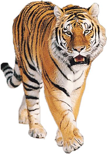 Tiger Roaring transparent PNG - StickPNG