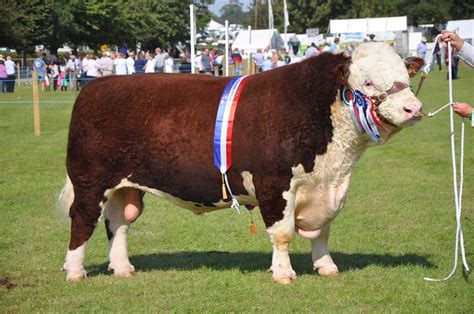 Hereford Bull - Royal Berkshire Show 2012 | Hereford cattle … | Flickr