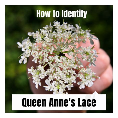 How to Identify Queen Anne's Lace (Wild Carrot) - Dengarden