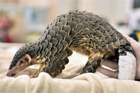 Scientists discover a new species of pangolin