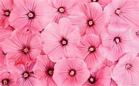 Pink Flower Backgrounds - Wallpaper Cave